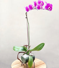 Phal Orchids